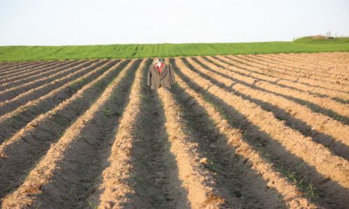 Zdjecie POLSKA / Podlasie / Czerwonka / Polny strach