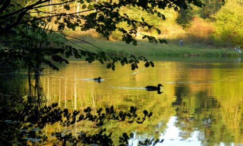 Zdjecie POLSKA / JURA KRAKOWSKO-CZSTOCHOWSKA / GMINA KLUCZE / STAW ZIELONY