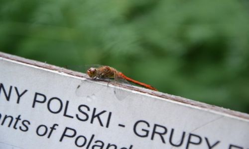Zdjecie POLSKA / Maopolska / Ogrd Botaniczny / KONKURS
