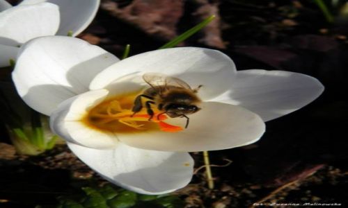 Zdjecie POLSKA / Suwa�ki / Suwa�ki / pszczo�a.konkurs