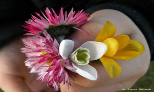 Zdjecie POLSKA / Suwa�ki / Suwa�ki / bukiet.konkurs