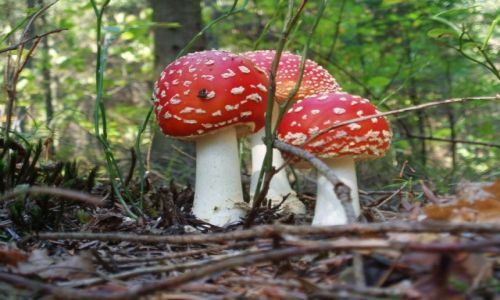 Zdjecie POLSKA / Maopolska / Polichty / Muchomory Konkurs_Przyroda