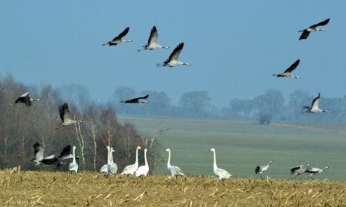 Zdjęcie POLSKA / Zachodniopomorskie / Krytno / Lecą żurawie