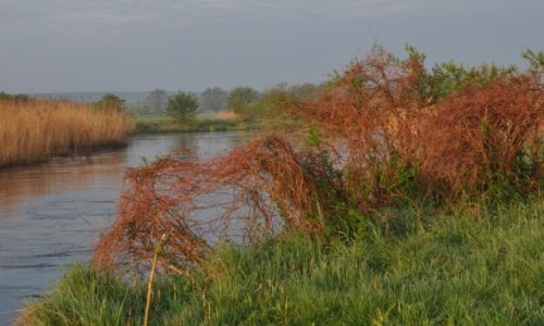 Zdjcie POLSKA / rzeka Wieprz / okolice Trawnik / Gorejcy krzew