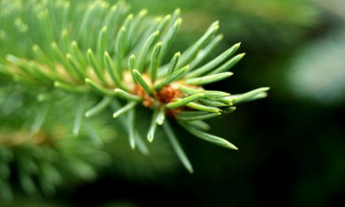 Zdjecie POLSKA / - / Beskid Mały / Konkurs