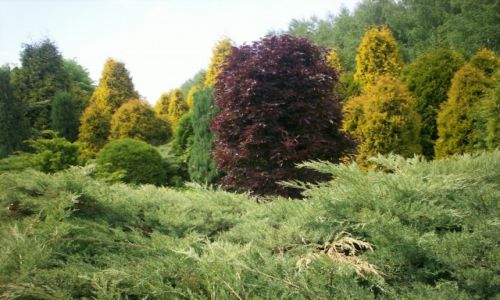 Zdjecie POLSKA / Podkarpacie / Bolestraszyce - arboretum / Konkurs