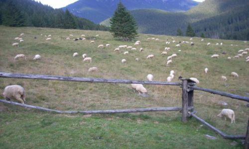 Zdjecie POLSKA / Tatry / Dolina Chochoowska / Kulturalny wypas owiec