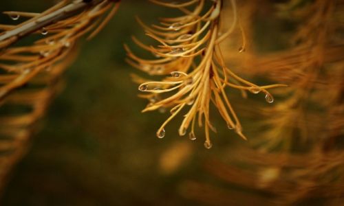 Zdjecie POLSKA / Śląsk / Kozy / Konkurs