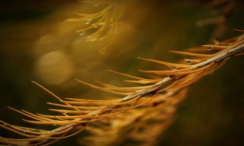 Zdjecie POLSKA / Śląsk / Kozy / Konkurs