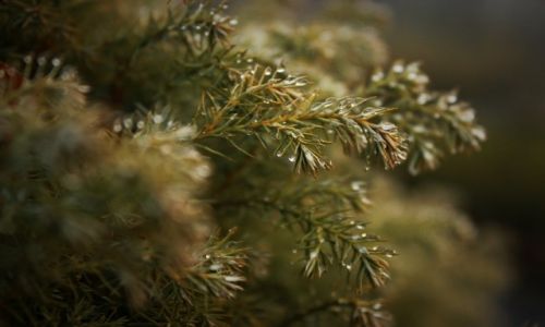 Zdjecie POLSKA / Śląsk / Kozy / Konkurs