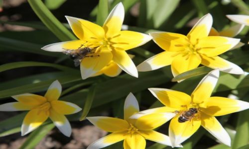 Zdjecie POLSKA / Pomorze / Gdask / Tulipany botaniczne - nie tylko moje ulubione