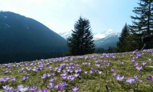 Zdjecie POLSKA / Tatry  / polana chochoowska / Krokusy 2014