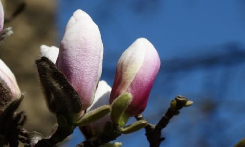 Zdjcie POLSKA / Kujawsko-Pomorskie / Torun / KWITNACE MAGNOLIE