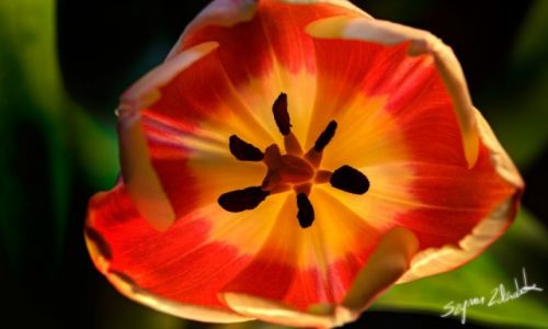 Zdjcie POLSKA / Wielkopolska / - / Tulipan