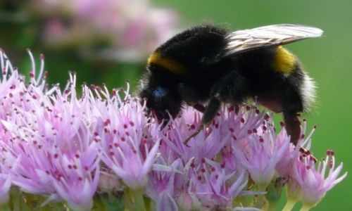 Zdjecie POLSKA / MAŁOPOLSKA / KRAK ÓW / KONKURS