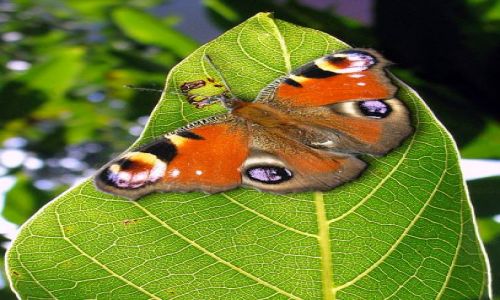 Zdjecie POLSKA / brak / Wrocław / motyl