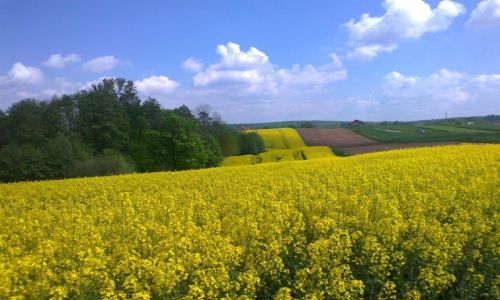 Zdjęcie POLSKA / malopolska / Spytkowice - górki / Rzepakowo : )