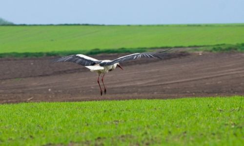 Zdjcie POLSKA / Podlasie / okolice Wizny / Bocianie wprawki 3