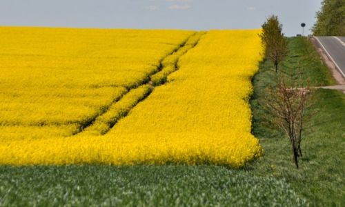 Zdjecie POLSKA / kujawsko-pomorskie / gdzie po drodze / Drogi wrd rzepaku