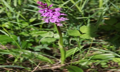 Zdjecie POLSKA / Beskid niski / Rymanw Zdrj / Storczyk: Kukuka bzowa