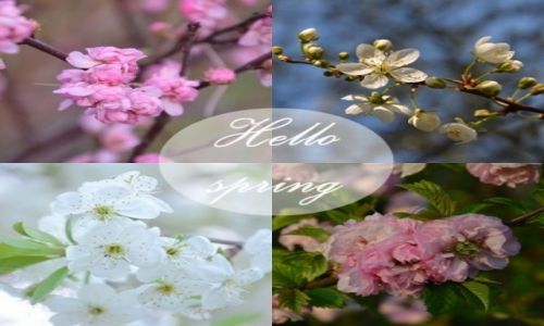 Zdjecie POLSKA / Kujawy / Łabiszyn / hello spring