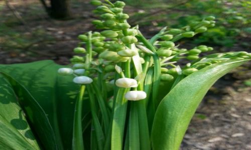 Zdjecie POLSKA / Podkarpacie / Stalowa Wola / konwalie