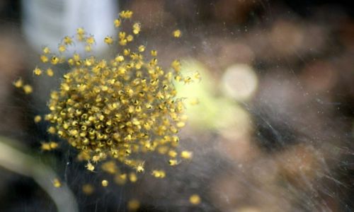 Zdjecie POLSKA / wielkopolska / łąka / Spiders