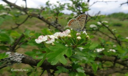 Zdjecie POLSKA / mazowieckie / Izabela / poca�unek motyla