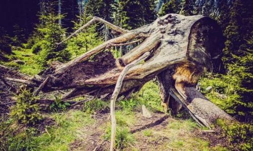 Zdjecie POLSKA / dolny �l�sk / Karpacz / Martwa natura 