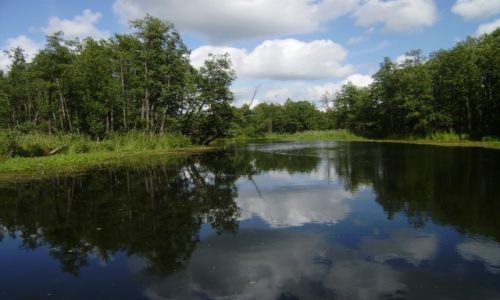Zdjecie POLSKA / północno-wschodni / Augustów / Dolina Rospudy