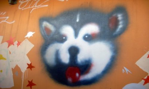 Zdjcie POLSKA / podlasie / Jurowce / Husky