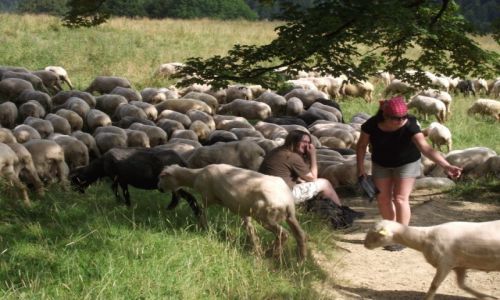 Zdjecie POLSKA / Pieniny / Szlak na Wysok� / W�r�d owiec