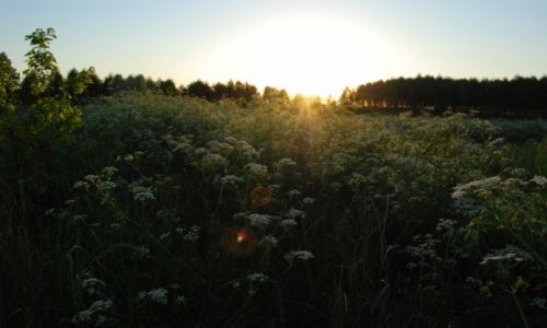 Zdjecie POLSKA / Mazowsze. / Winiew / Nadzieja.