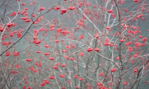 Zdjecie POLSKA / Tatry / Schronisko Morskie Oko / Tak maluje jesień