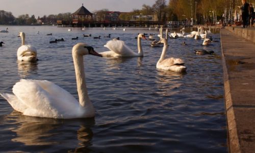 Zdjecie POLSKA / mazury / gdzie� / �ab�dzie