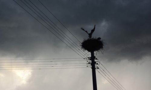 Zdjecie POLSKA / Śląsk / Lędziny / Wzburzony bociek