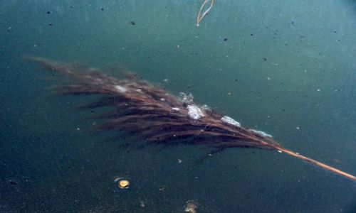 Zdjecie POLSKA / Śląsk / Górki / Zaklęta