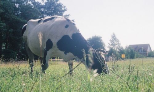 Zdjecie POLSKA / Kujawy / Smólnik /