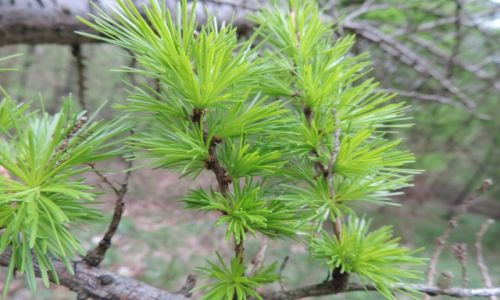 Zdjecie POLSKA / Ma�opolska / Las / M�oda ziele�