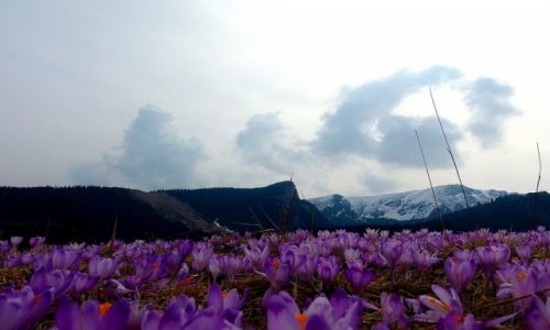 Zdjecie POLSKA / Tatry / Kalatówki / Krokusy