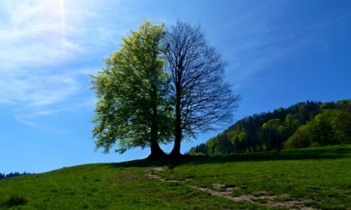 Zdjecie POLSKA / Maopolska / Pieniny / ycie i mier