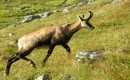 Zdjecie SOWACJA / Tatry Wysokie / Krywasi leb  / Modelka