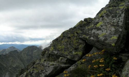 Zdjęcie POLSKA / Tatry Wysokie / Pod Rysami / Kozłowiec górski