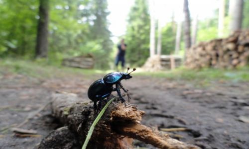 Zdjecie POLSKA / BIAOWIESKI PARK NARODOWY / NA SZLAKU DO NAREWKI / CIEKAWO