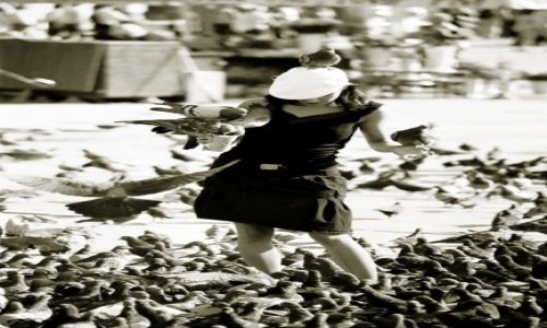 Zdjecie POLSKA / Małopolskie / Kraków / Gołębiarka