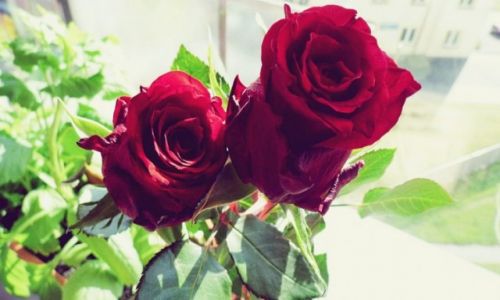 Zdjecie POLSKA / Polska / Koszalin / Róża