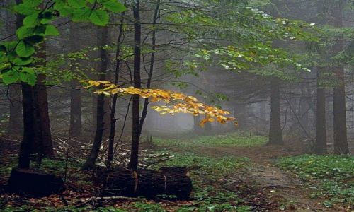 Zdjecie POLSKA / Magury / Magurski Park Narodowy / polska zota jesie