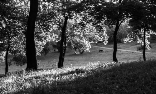 Zdjecie POLSKA / �wi�tokrzyskie (Sandomierz) / Park Piszczele / Walka