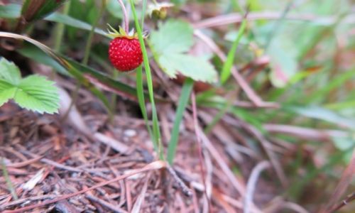 Zdjecie POLSKA / Polska / Sosn�wka / Poziomka