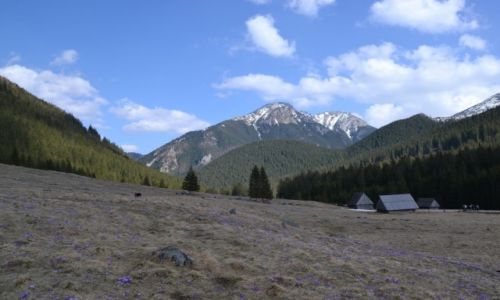 Zdjecie POLSKA / - / Tatry Zachodnie / Chochoowska w krokusach